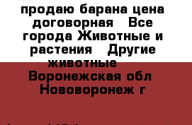продаю барана цена договорная - Все города Животные и растения » Другие животные   . Воронежская обл.,Нововоронеж г.